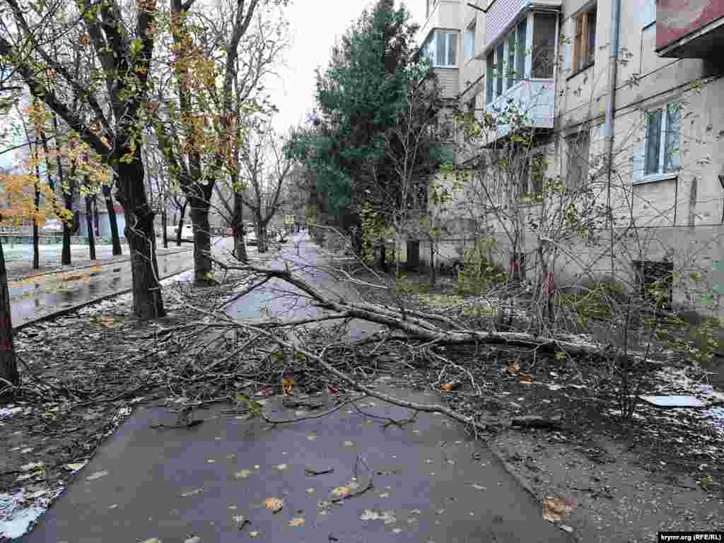 Упавшее&nbsp;на тротуар&nbsp;дерево по улице Киевской