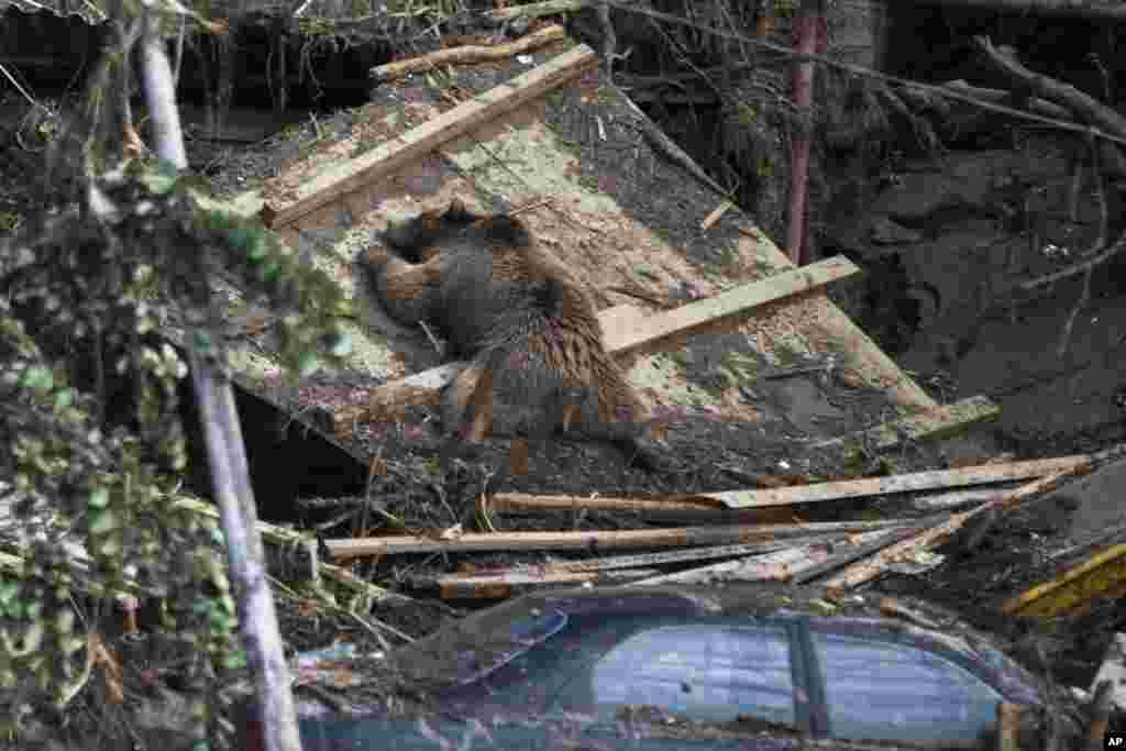 The body of a bear lies next to destroyed cars at the Tbilisi zoo.