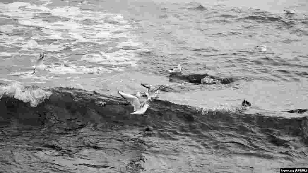 Чайки залетают в холодное Черное море в Севастополе