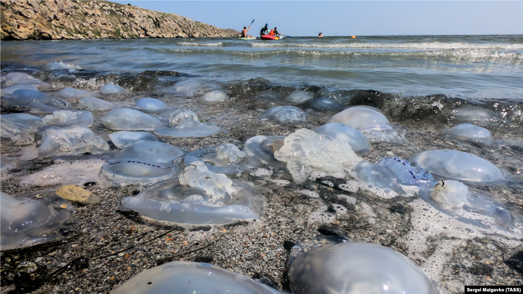 На курортах Азовского моря в Крыму отдыхающих ожидала другая проблема &ndash; нашествие медуз. В августе количество этих водных обитателей просто зашкаливало, однако данная проблема появилась еще в июле. Тогда отдыхающие сообщали о том, что некоторые экземпляры достигают 40 сантиметров в диаметре и имеют фиолетовый оттенок. На фото: пляж в селе Мысовое Ленинского района, 28 августа