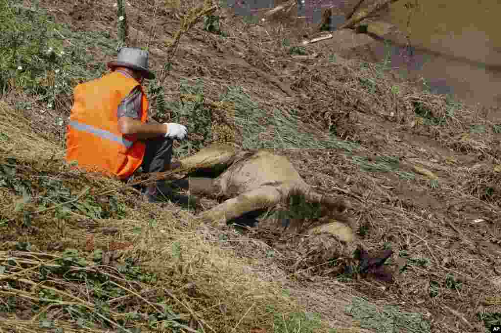 A municipal worker sits near the body of a lion.