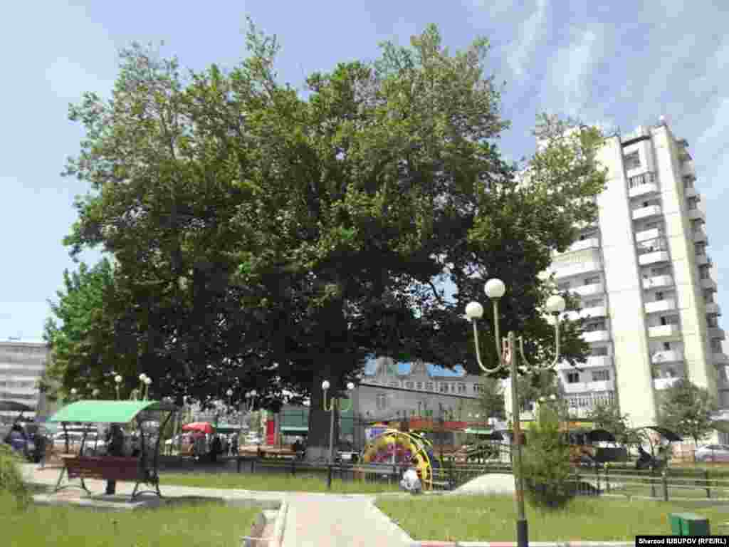 Kyrgyzstan - Osh, maple legally protected in the Osh region