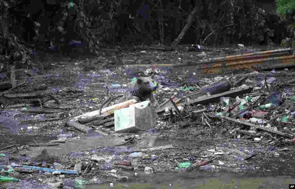 A soaking wet bear tries to escape from a flooded area of the Tbilisi zoo on June 14.